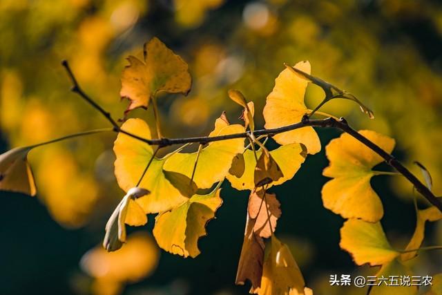 “最怕小雪一日晴”，今日小雪，晴天有啥好怕？看老祖宗咋说