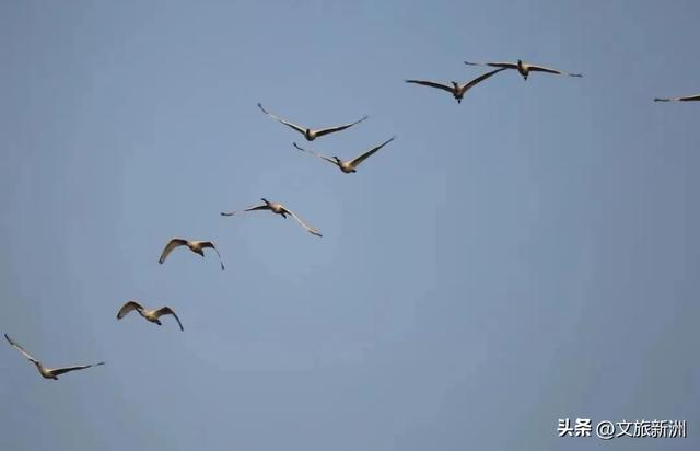 水上森林“红”了！武汉冬日观鸟秘境，邂逅油画里的万鸟齐飞