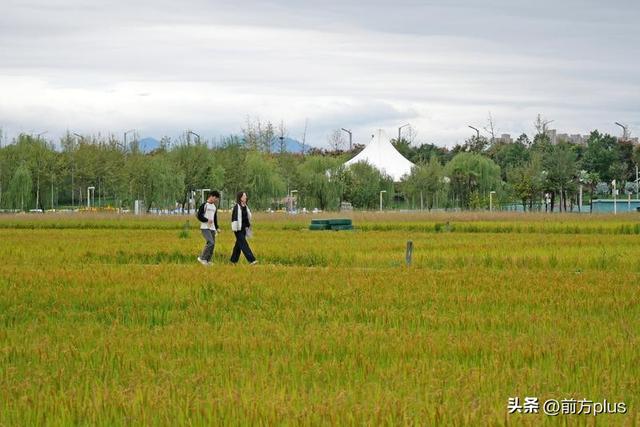 长安公园稻浪黄 都市田园入画来