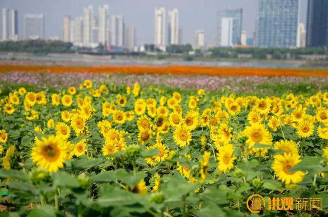 南昌，花开了！