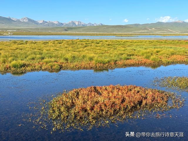 若尔盖大草原之花湖的梦幻仙境