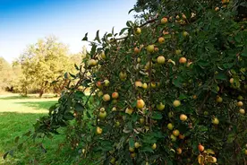 2024年苹果病虫害绿色防控技术方案图片