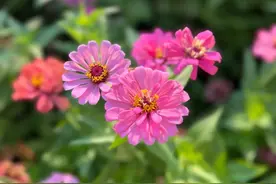 丧偶后前3年，遵循三七定律，就会走出丧偶之痛图片