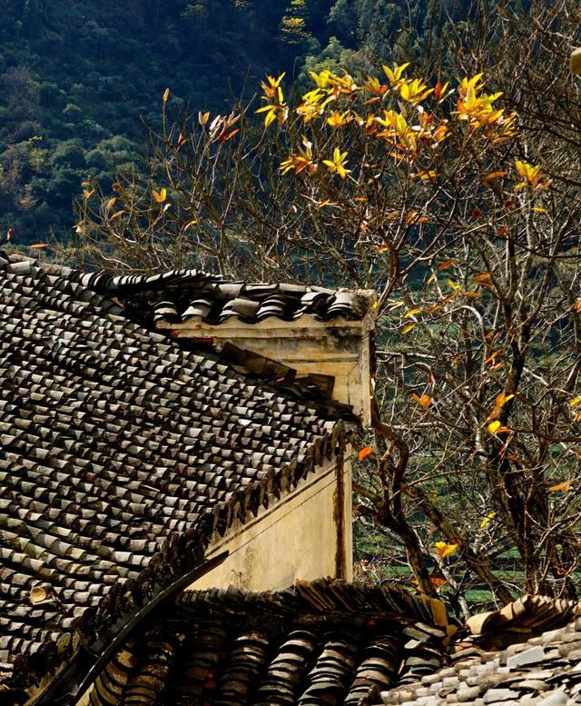 婺源篁岭：这个秋天，去篁岭去拍“晒秋”吧