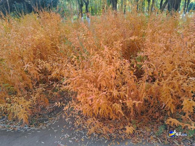 才几天没去,这个公园最近居然变成这样了?!