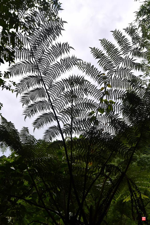 赤水四洞沟瀑布