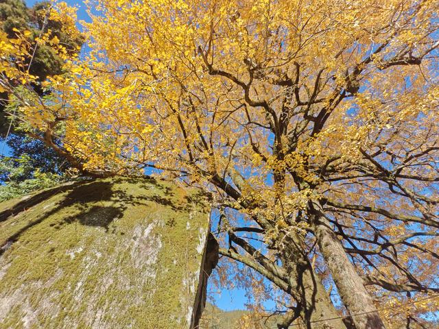 郁郁银杏无非般若，青青溪石尽是法身：宜春南惹古村印象（聂朋