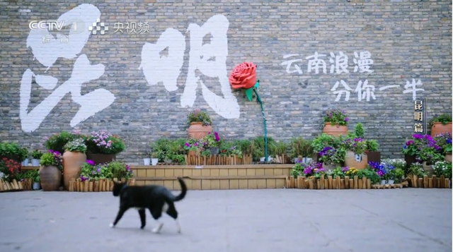 别人向往的诗和远方？昆明人：这是我的幸福日常