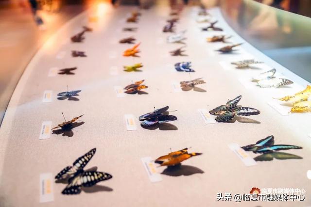 遇见•临夏丨金秋看展 与临夏文博来一场跨越时空的“对视”