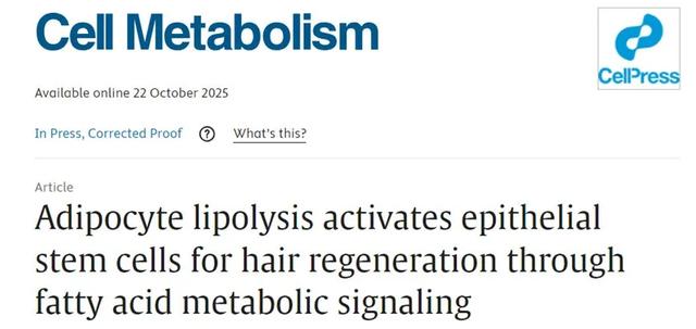 《细胞》:解决秃顶问题,科学家发现脂肪细胞居然能帮大忙