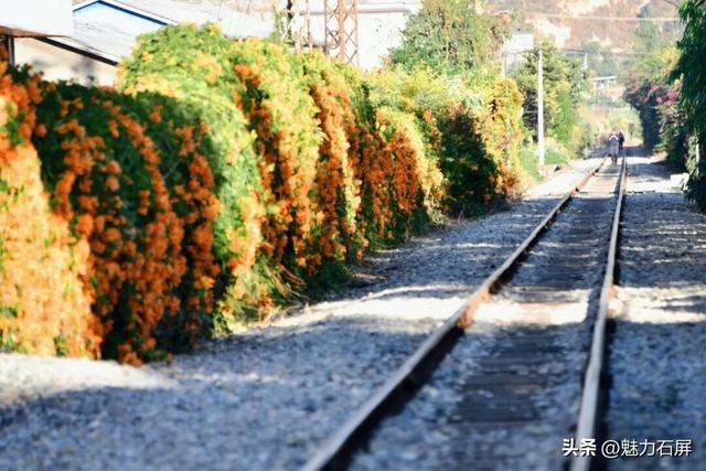 超治愈~石屏这片炮仗花海藏不住了🧡