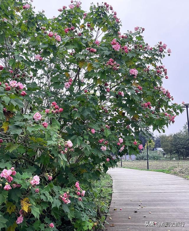 成都市区最美芙蓉花，王者风范，植物迷宫更是惊艳，不要门票！