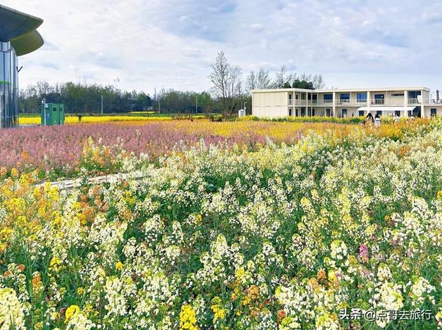 今天朋友圈的C位，成都限定的浪漫和震撼，错过了真的要等一年！