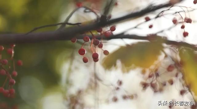 秋韵浸水园 微光与落叶的密语