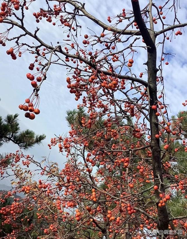 悬崖边松树遭风暴摧残，扭曲成艺术品般姿态，游客纷纷驻足惊叹