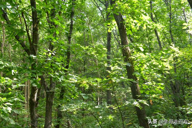 河北百草畔（上）：风动孤石悬险韵，蚁巡深岭蕴生机