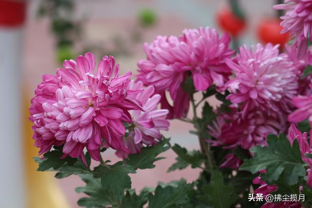 小区里的“菊展”，家门口的美景