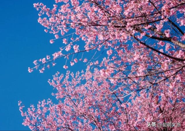 美炸！美炸！全国裹貂我赏樱！昆明最全冬樱赏花攻略来了，周末快冲~