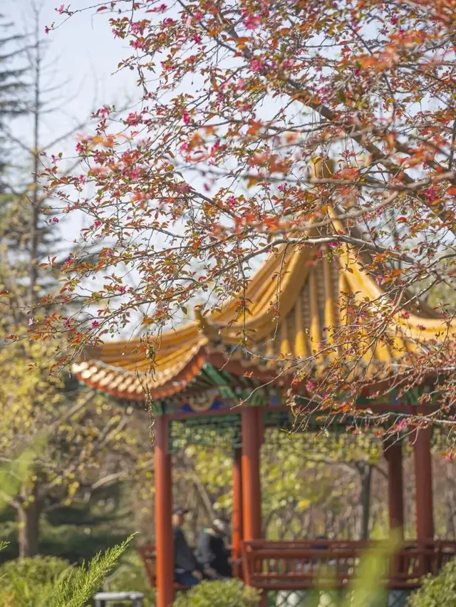 美爆！北京全城红叶上线！还有绝美花海！