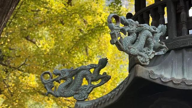 灵岩寺景区银杏即将迎来最佳观赏期