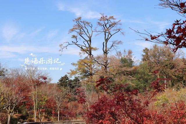 宁波四明山中鲜有人知的乡村，却被誉为中国红枫之乡，景色太迷人