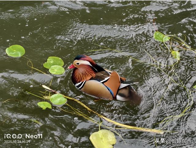 2K屏同档高配！ 双芯iQOO Neo11电竞手机初体验