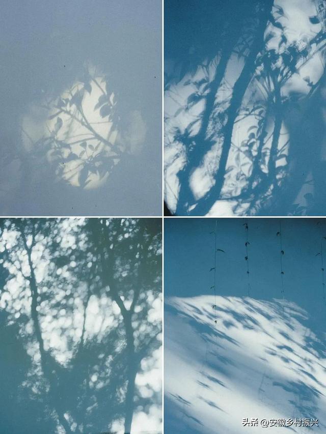 早晨6点去公园抱树