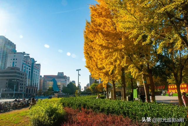 这么近那么美，银杏里的河北最美！