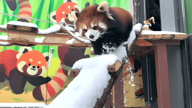 雪҈ 雪҈ 雪҈ 太美啦！快接住这“泼天”的雪白浪漫！