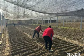 羊肚菌种植小Tips 听听专家怎么说图片