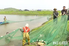 怕鱼刺的人有福了！只有一根主刺的“马口鱼”实现规模繁育图片