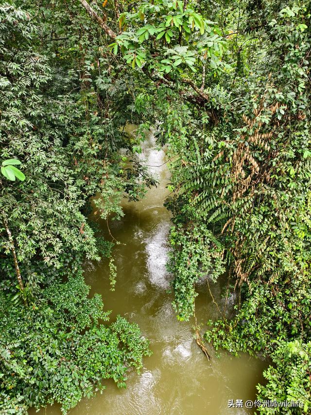 马来西亚(31)砂拉越州⑤姆鲁山canopy树冠高空漫游
