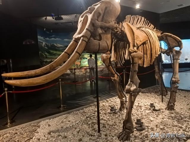 触摸砂纸质感鲸皮，见证恐龙生死搏斗，这座博物馆让孩子爱上自然