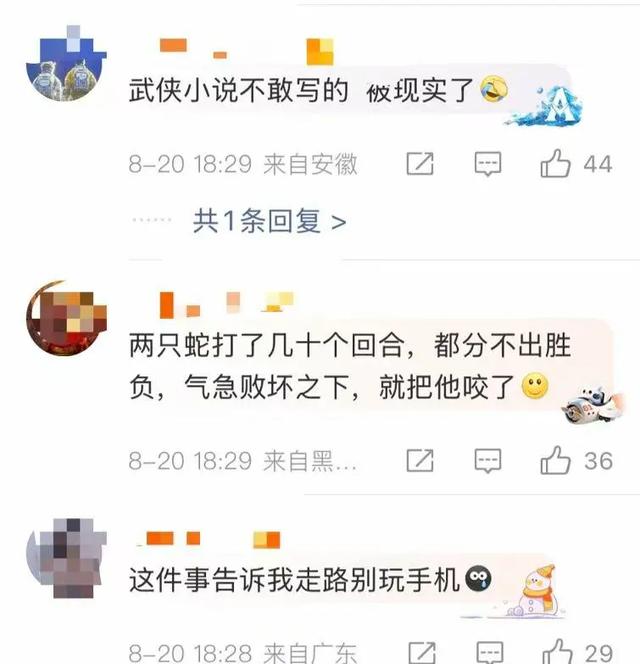安徽一男子走路玩手机，一脚踩中互相打斗的竹叶青和五步蛇！脚被竹叶青咬两口，五步蛇咬一口