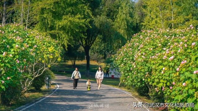 花色一日三变！武汉秋日木芙蓉花海上线