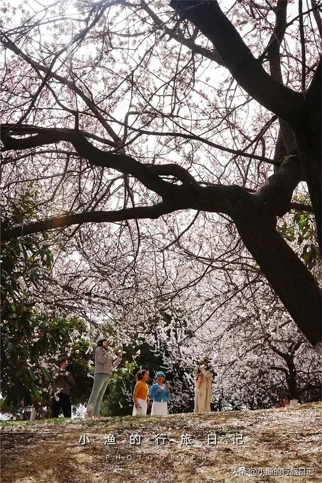 杏花开了！西安地铁直达的免费花海，巨巨巨出片，快去拍！