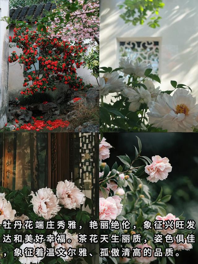“富不富，院中树”树不是乱种的！院子种树记住三要四不要！