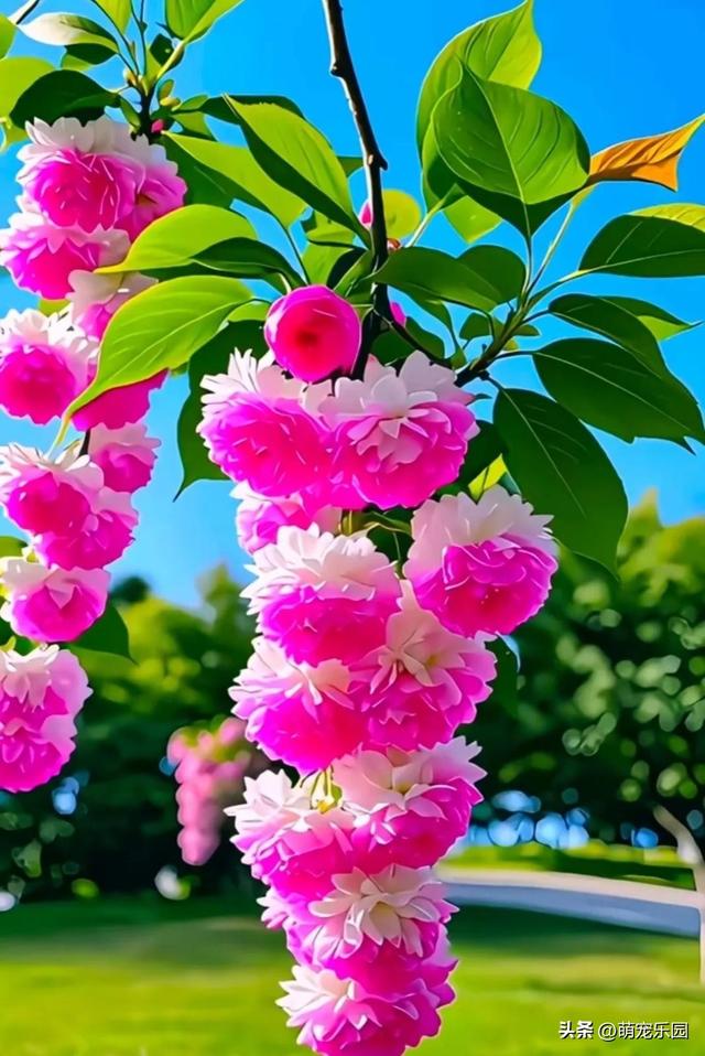 春日暖阳轻抚大地，柔弱生命散发芬芳，金辉洒落织就自然杰作