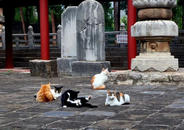 这样的济南，第一次见！