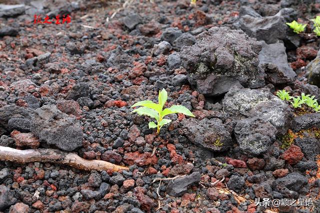 富士山和珠穆朗玛峰，年龄最大的登顶者，为啥都是日本人