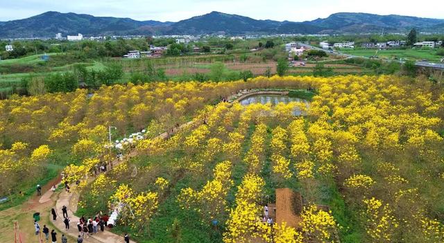 快来拍！金堂4万余株金黄花海已盛放！