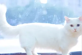 风格切换，调仓这些债...图片