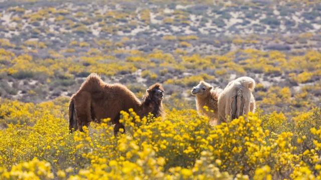 走进魅力北疆 遇见金色阿拉善
