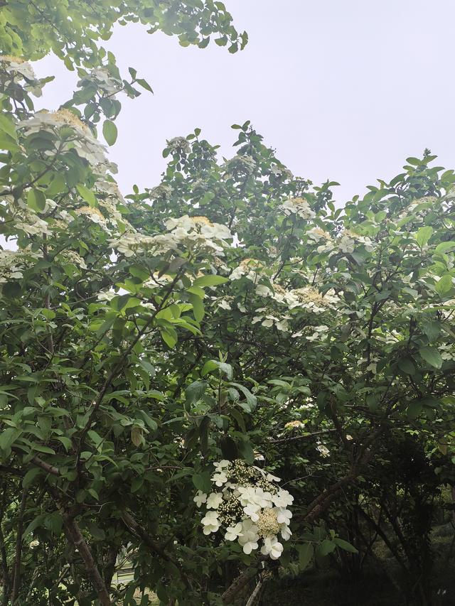 扬州：天下无双的琼花，在廉政广场盛开了