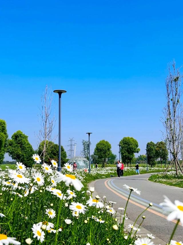 成都这个公园拍三种花海，简直赚翻了！