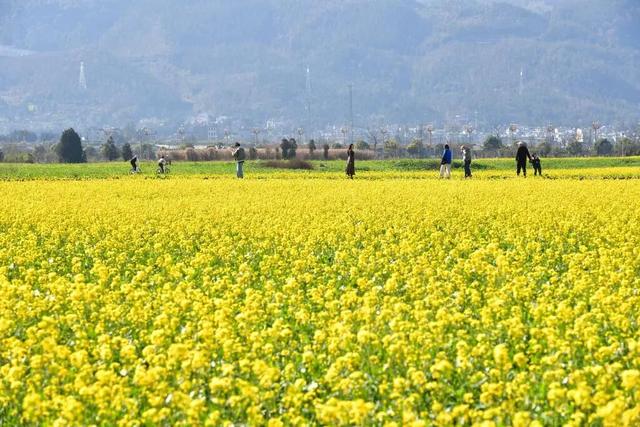 图说中国｜躲过冬日的寒，撞进南国的油菜花海