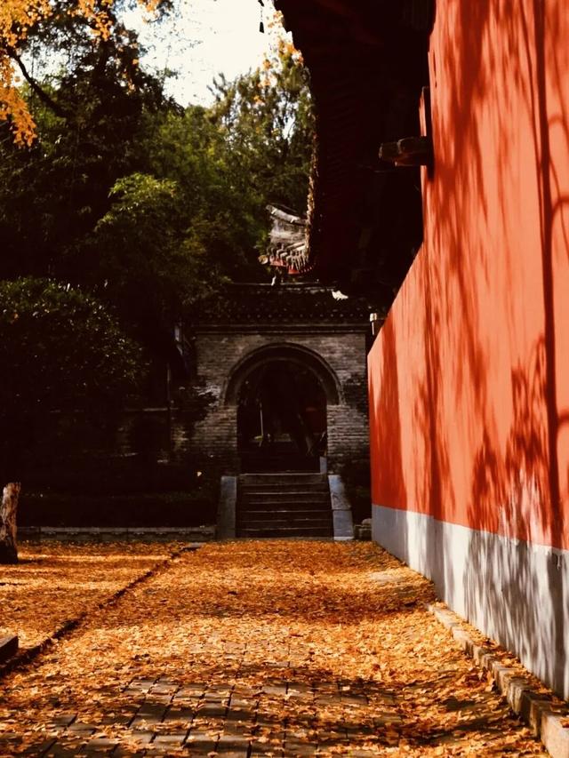 【花开卧龙，心动五一】暖心收官｜短暂的离别，是为了银杏树下更好的重逢