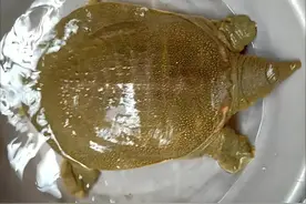 已有百岁？男子5000元买下38斤大甲鱼，拍视频后放生！网友：作孽图片