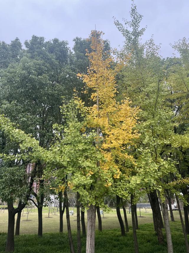 秋日限定|“落叶不扫”模式开启,44条景观道观赏指南请收藏!