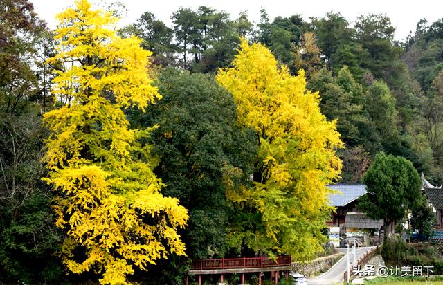 贵州贵阳乌当区百宜镇拐吉村的银杏树叶梯次金黄